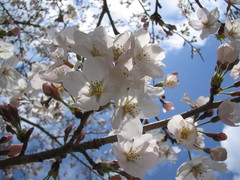 IMG_1115.JPG