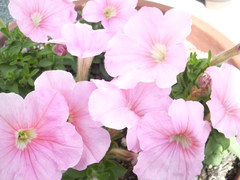 2010041009480000.jpg