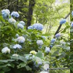 2011061813000000.jpg