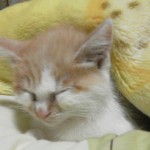 2011112019460001.jpg