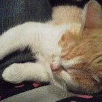 2011121719470001.jpg