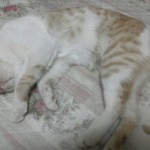 2012042120210000.jpg