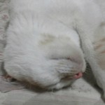 2012042120210001.jpg