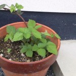 2012042515070000.jpg