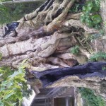 2012081112050000.jpg