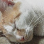 2012082422000000.jpg